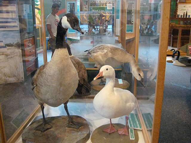 左：グース　右：ダック